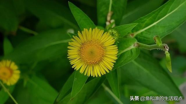 踏春必备“百草图”之三，身边那些有价值的野草，你能认识几种？