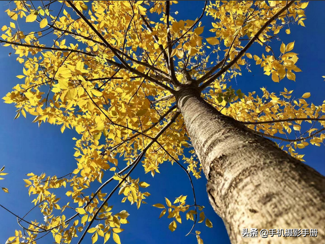 摄影新手？别担心，掌握这5个技巧，即便只用手机也能拍出好照片