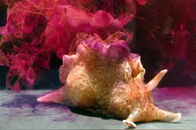 25张罕见的动物照片：折断脖子的长颈鹿，会喷粉色墨汁的海兔图片