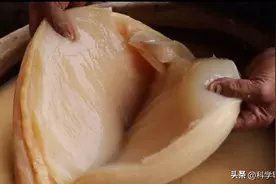 放久的老醋坛长肥肉？白白胖胖的，这到底是什么东西？图片