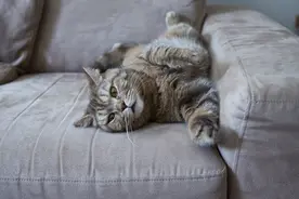 如何去除沙发上的猫尿味（3种快速而简单的方法）图片