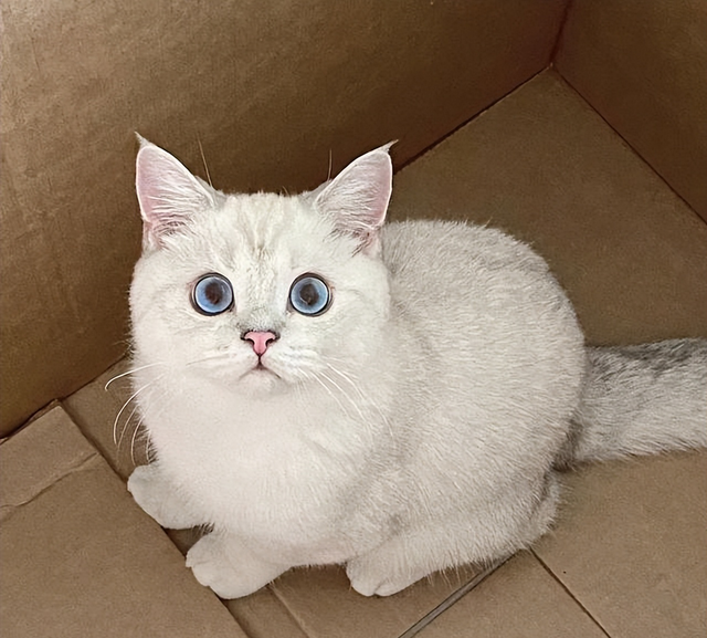 养"银渐层"后特别累?了解它的缺点,养猫不踩坑