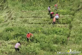 土里长出“真黄金”！江津蔡家镇臭黄荆“香”起来了图片