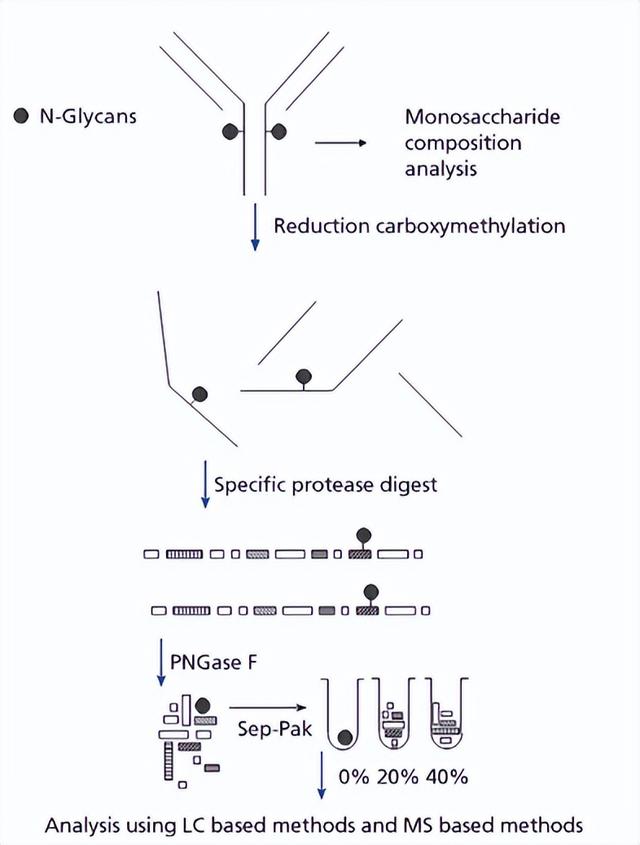 单克隆抗体的表征分析有哪些？