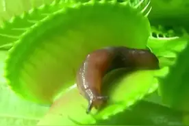 食人花真的会食人吗？图片