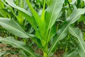 玉米要想高产，追肥时间很关键，在这个时间追肥效果好图片