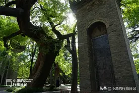 这里是世界遗产，是博物馆，也是西安古树最密集的地方！你去过吗图片