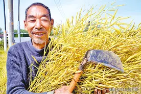 油菜丰收季 农户收割忙图片