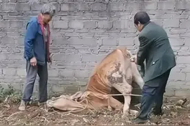 最后的努力很震撼，甘肃一老黄牛犁地跪倒，拼尽全力再也没站起来图片