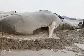 近年来鲸鱼搁浅事件频发，是返祖还是另有原因？专家解释让人泪目图片