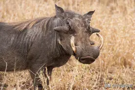 如今臭名昭著的野猪，曾为人类做出巨大贡献，动物都有自己的作用图片