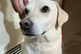 狗狗入住新窝却被两个主人抢占，只能缩在门边翻白眼：谁是狗？图片