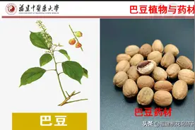 14味泻下中药的性味与功效图片