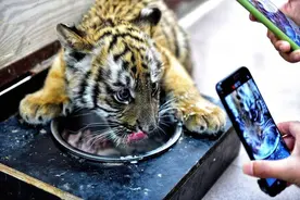 中国华南虎放养非洲20年，因一场意外，繁衍的15只后代无法回国图片