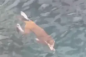 真正“水猴子”三亚居民拍到潜水猴子：憋气能力超强图片