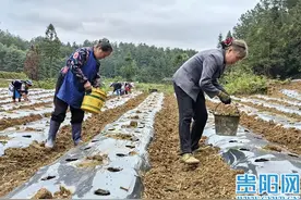 开阳县高寨村：“订单辣椒”带来好“钱景”图片