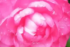 乳腺癌姐妹们，一定要把自己打扮得漂漂亮亮来迎接美好的春天图片