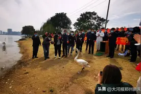 关注疣鼻天鹅｜受伤“住院”17天的“福宝”放归北龙湖图片