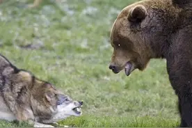 北美灰狼，世界上最强大的狼！图片