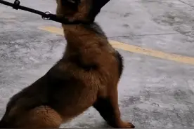 “全网最牛警犬”巴万：流浪狗逆袭公务员，网友：看它考上编制图片