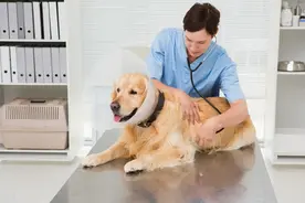 西安市限制养犬条例（2018年修订版）图片