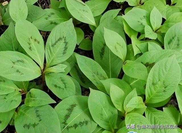 踏春必备“百草图”之三，身边那些有价值的野草，你能认识几种？