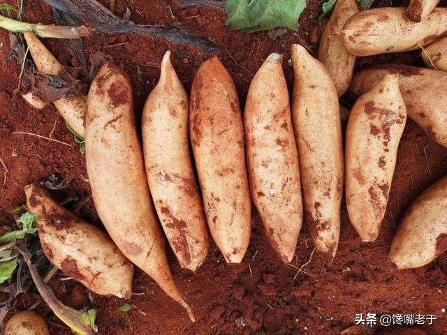 寤鸿涓€佸勾浜猴細杩囧勾涔版按鏋滐紝杩?绉嶅彲浠ユ斁蹇冨悆锛屼綆绯栧ソ鍚冭惀鍏婚珮