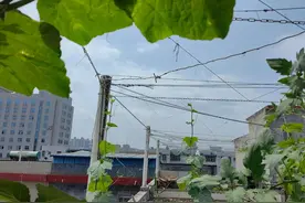 楼顶菜园种瓜，用链条做个永久的网式瓜棚架，既实用又安全图片