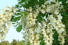 槐花，有国槐、洋槐之分，今天才搞清楚图片