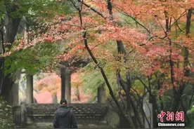 西湖“四大天王”三缺一，锦鲤也逃不出TA的嘴...图片