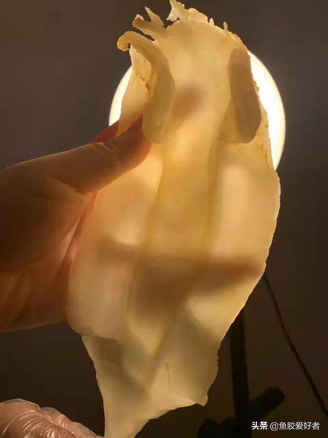 泡发后花胶还是很硬 泡发后的花胶