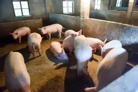 养猪场为什么要夫妻工？猪场招夫妻工的优势都有哪些？来了解下吧图片