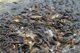 入侵我国最成功的物种清道夫，吃货拿它没办法？却在印度栽了跟头图片