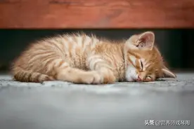 睡眠不足可能摧毁我们的大脑？这3种助眠元素提高睡眠质量图片