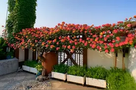 院子围墙上可养“5种花”，好养漂亮，只种一棵，换来一片花海图片