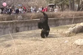 “猩猩被饮料瓶砸头扔回反击”视频引热议，长春动植物公园发布提醒图片