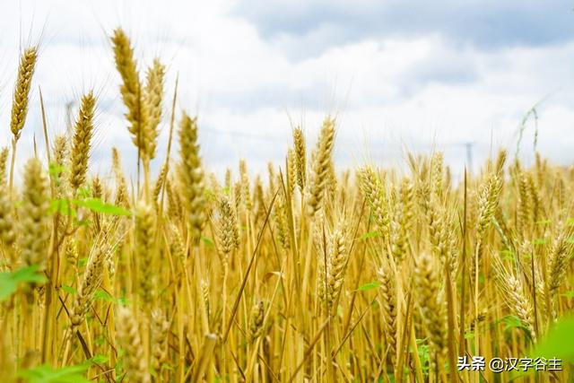 汉字节气：“芒种”也“忙”也“亡”，理解“芒”字思维表达