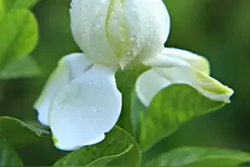 栀子，除了熟知的栀子花，您还知道哪些关于栀子的知识呢？图片