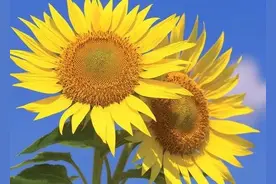 在家养这几种花让孩子学业有成图片