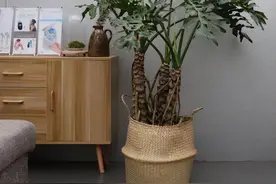 网红大叶春雨，吸收甲醛，净化空气，适合新家养殖图片