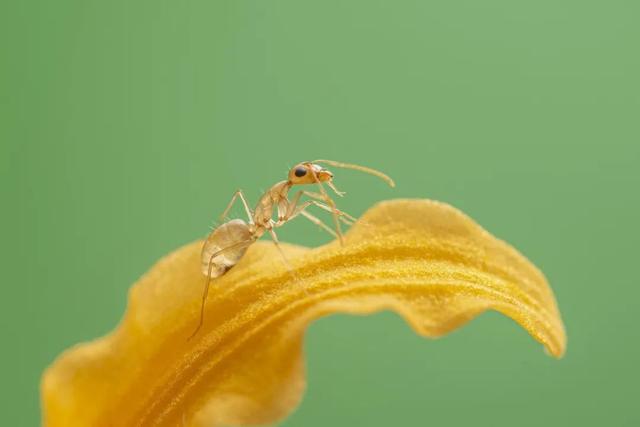 太震撼！适马105mm微距镜头下的梦幻蚂蚁王国