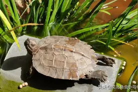 养只亚巨龟是什么样的体验？看完后你还想养吗图片