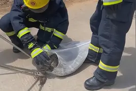 攀枝花巨型眼镜蛇钻入皮卡车，因“太胖”卡在引擎内，毒性可致死图片