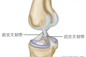 膝关节解剖学三图片