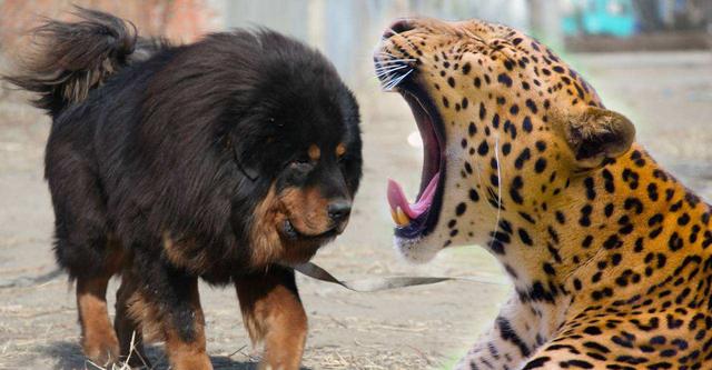 云南28只藏獒围攻老虎(云南28只藏獒围攻老虎事件)_牧林森宠物网