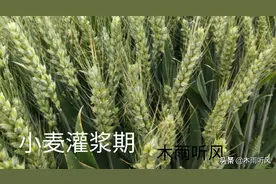 小麦这个时期，再旱也不能浇水，因浇水而引起减产，得不偿失图片