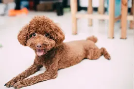 这3种狗很“可怕”，有钱都不建议养图片