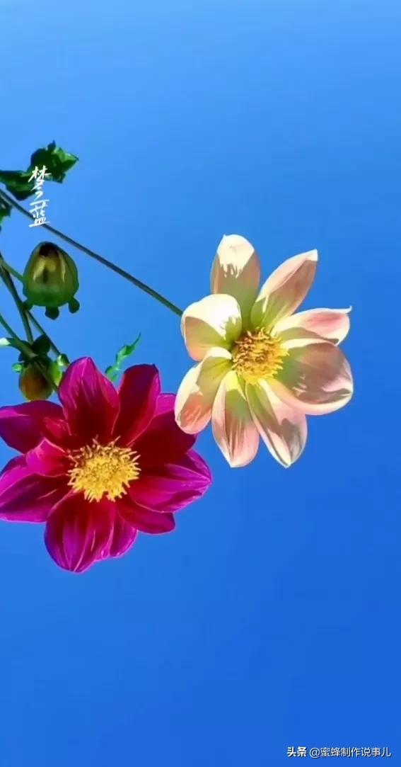 一束鲜花，醉蓝天