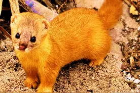 民间传说的邪乎事——黄皮子图片