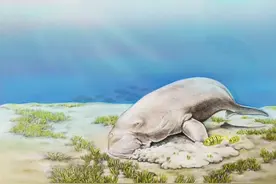 海草床，海洋四大生态系统之一，生态意义非常重要图片